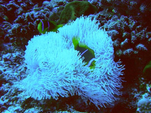 42- Le poisson clown se vautre dans son anemone 